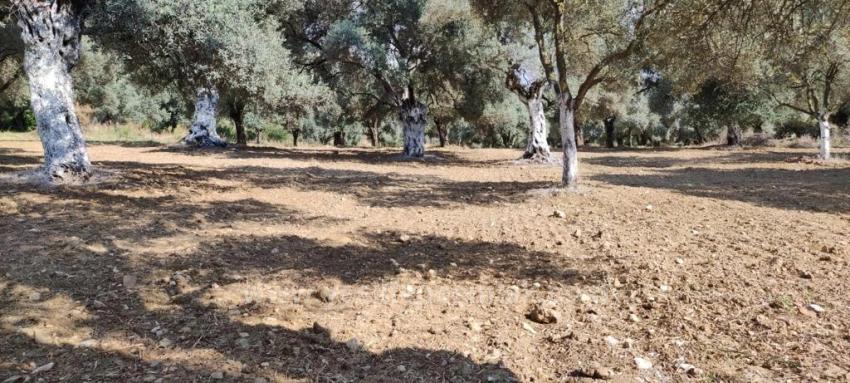 11,5 Hektar Olivenhain Zum Verkauf Im Dorf Germencik Hıdırbeyli⁷