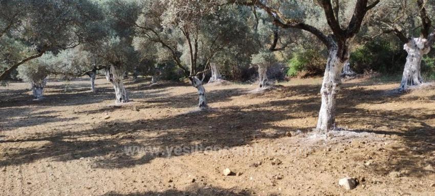 11,5 Hektar Olivenhain Zum Verkauf Im Dorf Germencik Hıdırbeyli⁷