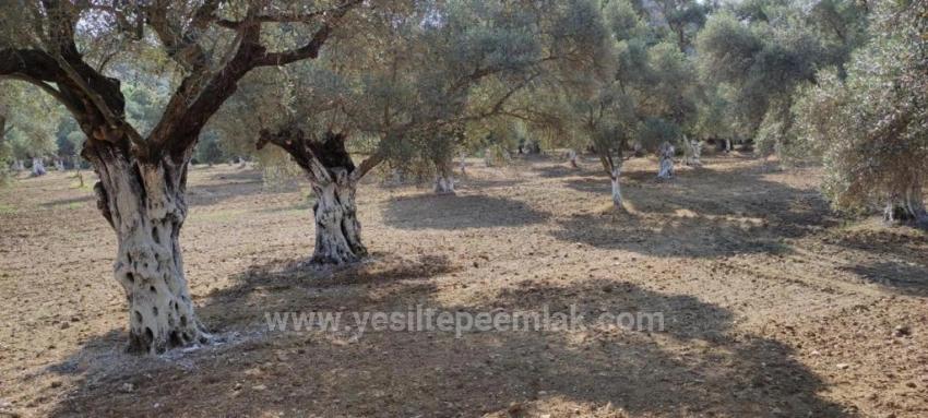 11,5 Hektar Olivenhain Zum Verkauf Im Dorf Germencik Hıdırbeyli⁷