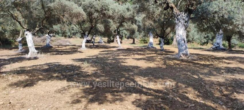 11,5 Hektar Olivenhain Zum Verkauf Im Dorf Germencik Hıdırbeyli⁷