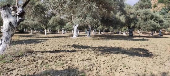 11,5 Hektar Olivenhain Zum Verkauf Im Dorf Germencik Hıdırbeyli⁷