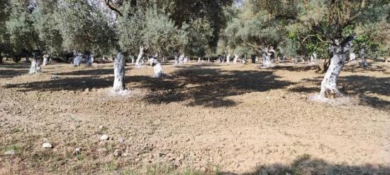 11,5 Hektar Olivenhain Zum Verkauf Im Dorf Germencik Hıdırbeyli⁷