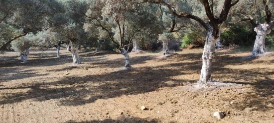 11,5 Hektar Olivenhain Zum Verkauf Im Dorf Germencik Hıdırbeyli⁷