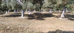 Weinberg & Garten Zu Verkaufen in Hıdırbeyli Bz. Germencik - Weinberg & Garten-Zonierung - 11.502 m²