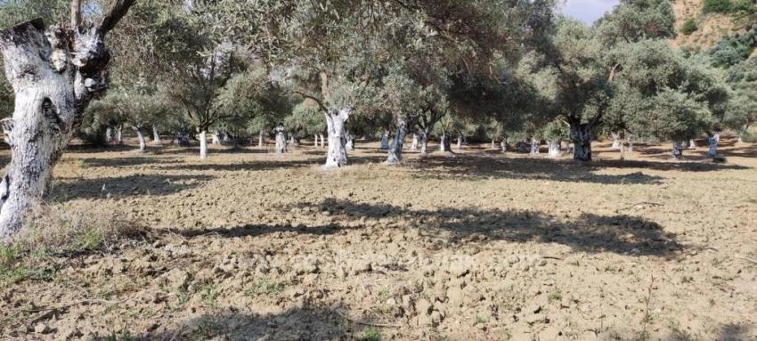 Vineyards & Orchards For Sale in Hıdırbeyli Nbh. Germencik - Vineyards & Orchards Zoned - 11.502 m²