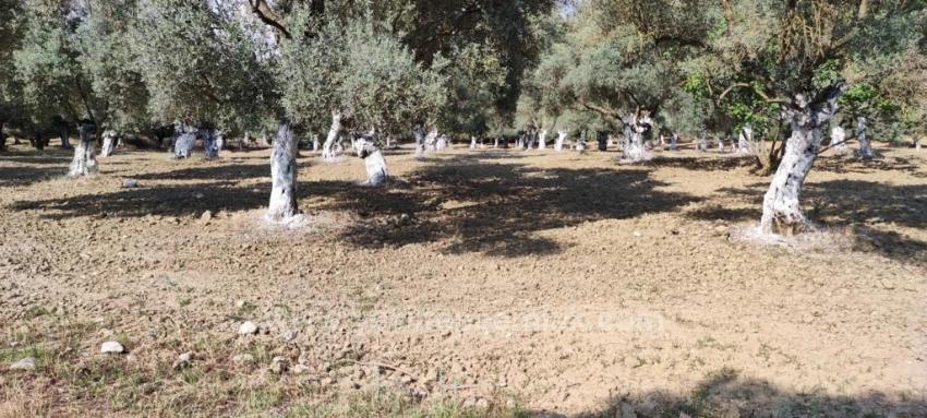 11.5 Acres Of Olive Grove For Sale In Germencik Hıdırbeyli Village⁷