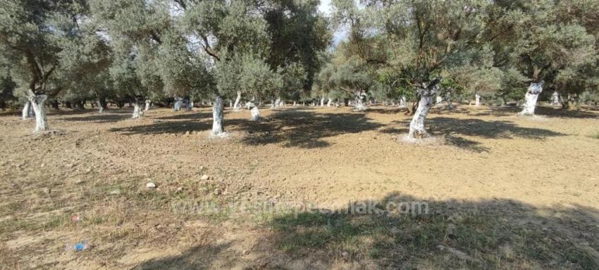 11.5 Acres Of Olive Grove For Sale In Germencik Hıdırbeyli Village⁷
