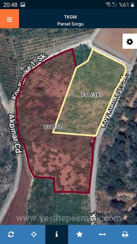 Mandarin Orchard For Sale In Selcuk, Izmir