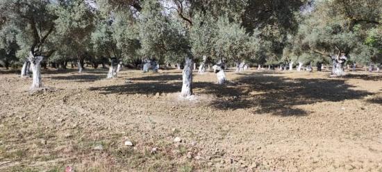 11.5 Acres Of Olive Grove For Sale In Germencik Hıdırbeyli Village⁷