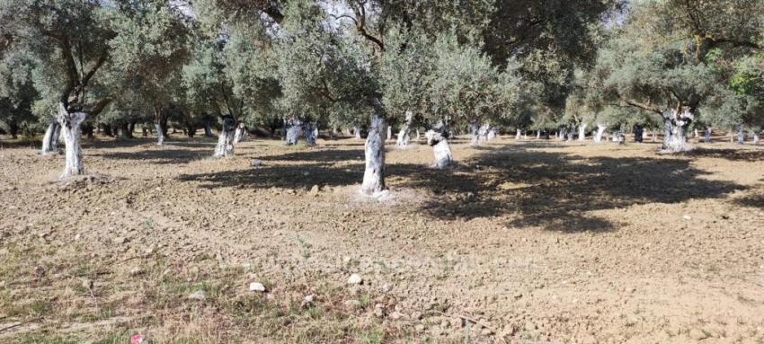 Germencik Hıdırbeyli Köy Içi 11,5 Dönüm Satılık Zeytinlik⁷