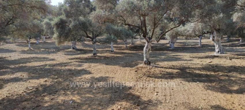 Germencik Hıdırbeyli Köy Içi 11,5 Dönüm Satılık Zeytinlik⁷